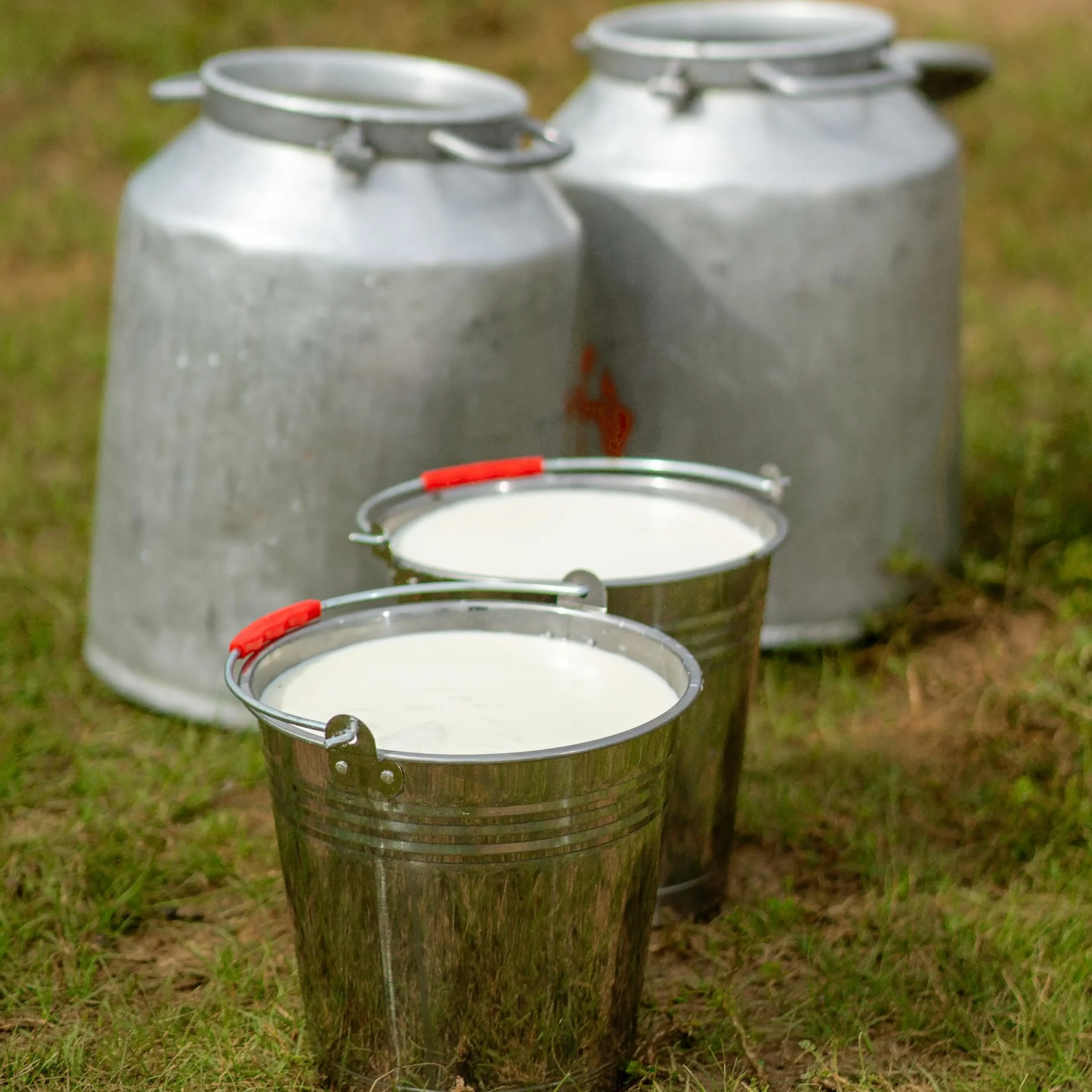 Fresh Milk