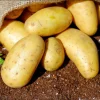 Potatoes
