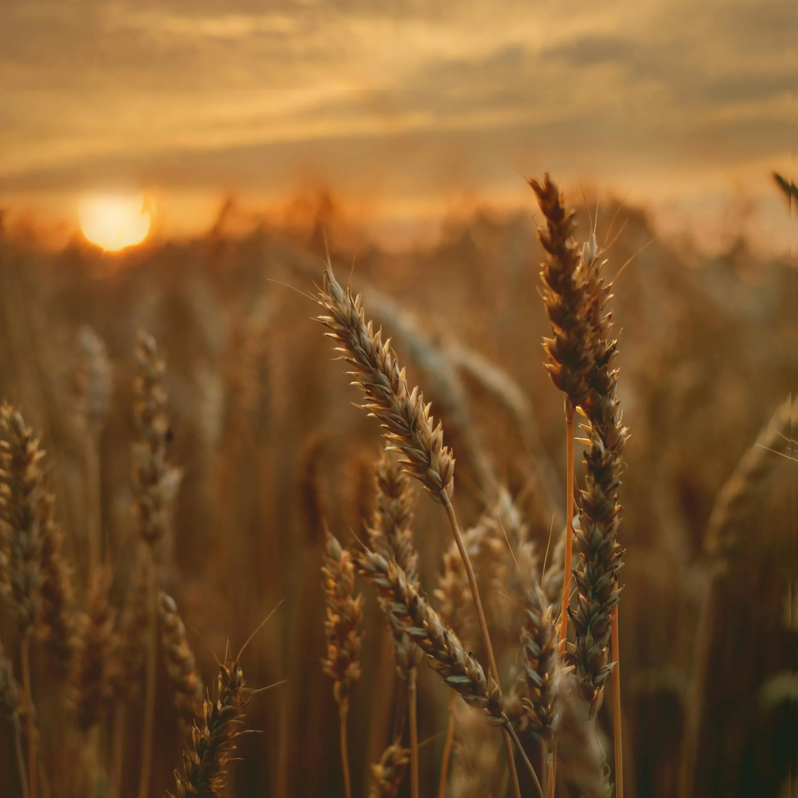 Wheat
