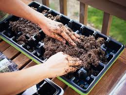 Seeds & Seedlings